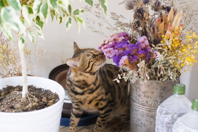 ポニーテール 観葉植物 は猫にとって食べても安全 それとも別の観葉植物 うわのせ