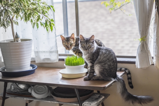 ポニーテール 観葉植物 は猫にとって食べても安全 それとも別の観葉植物 うわのせ